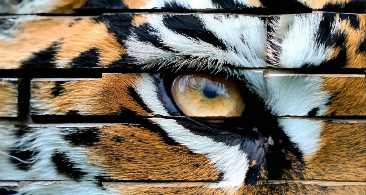 Utiliser la pierre d’œil de tigre pour poser ses limites