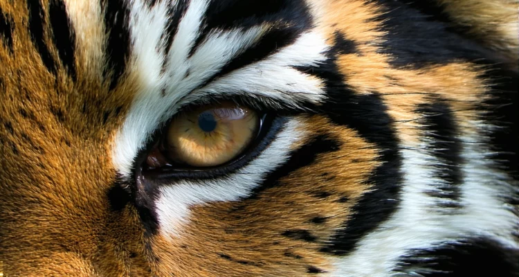 Signification de l’œil de tigre en lithothérapie