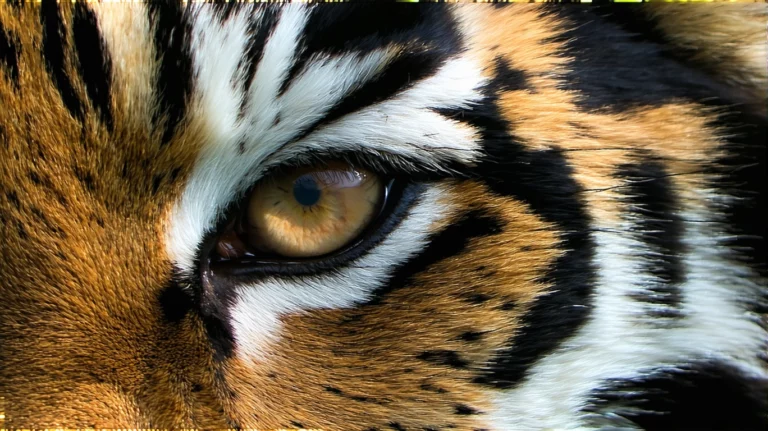 Signification de l’œil de tigre en lithothérapie